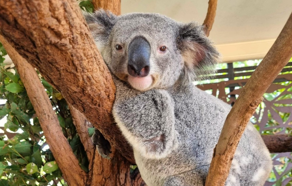 Family outing to Lone Pine Koala Sanctuary